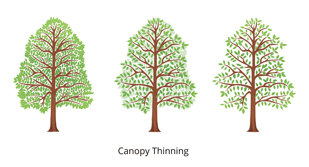 canopy thinning3fullcolor2022