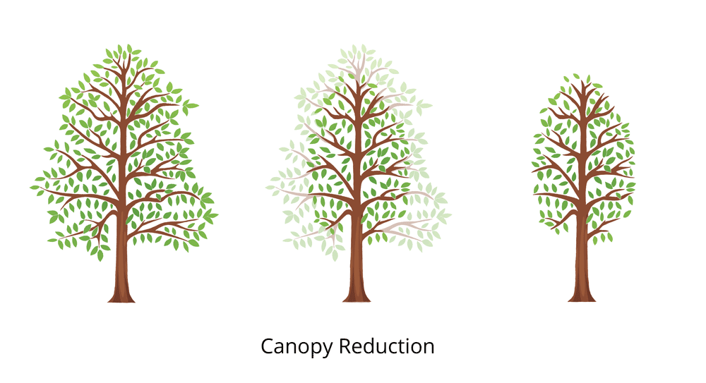 canopy tree reduction3fullcolor2022