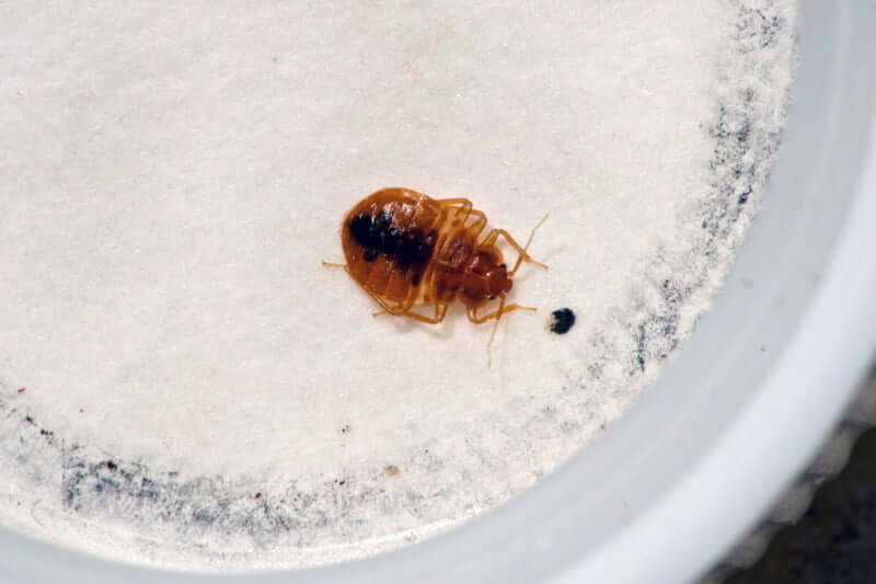 Can bed bugs survive water