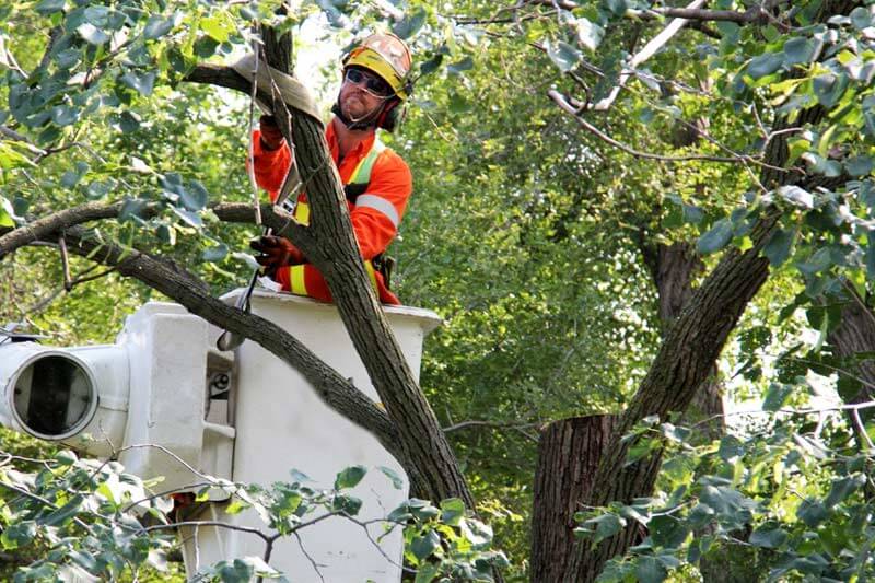 Can you trim a council tree overhanging your property