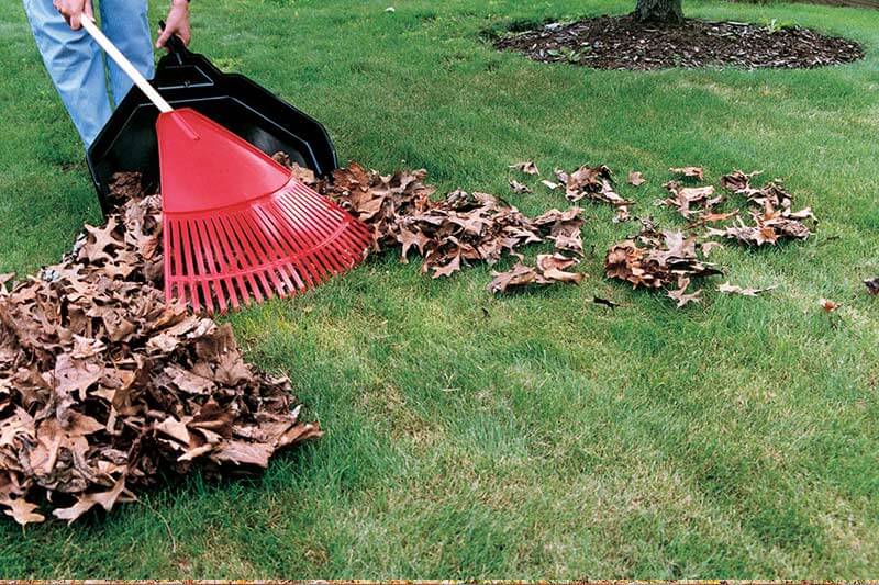 Clean up your yard by removing any piles of garbage or debris which could be food sources or hiding spots for the rodents.