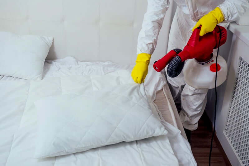 Hire a professional exterminator