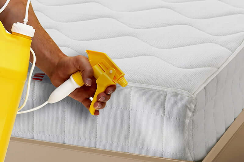 How do I know if a bed bug treatment has been successful