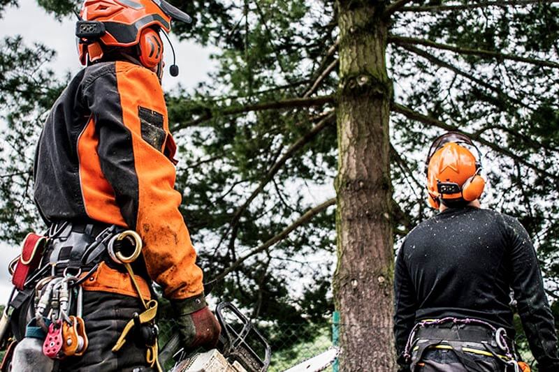 How do you get a council to remove or trim an overhanging tree