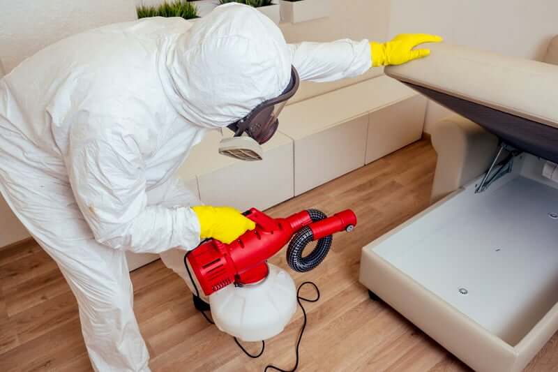 How to prevent bed bugs from coming back