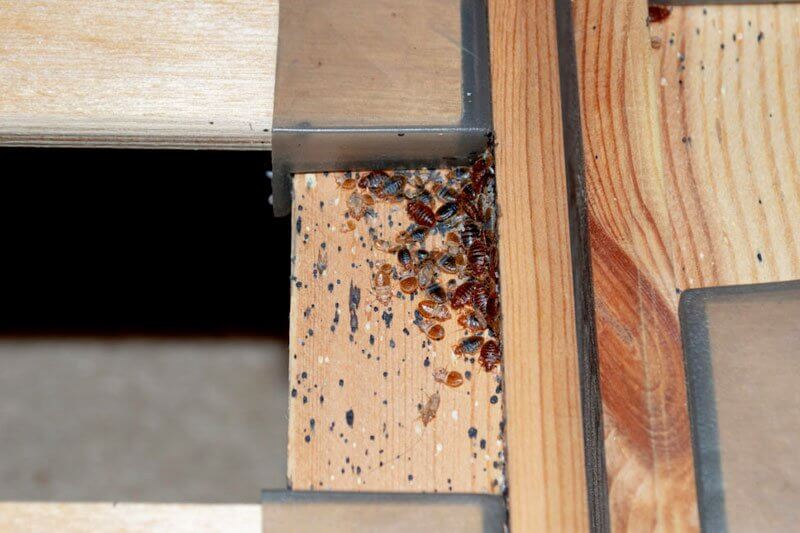 Is it possible to only have a few bed bugs