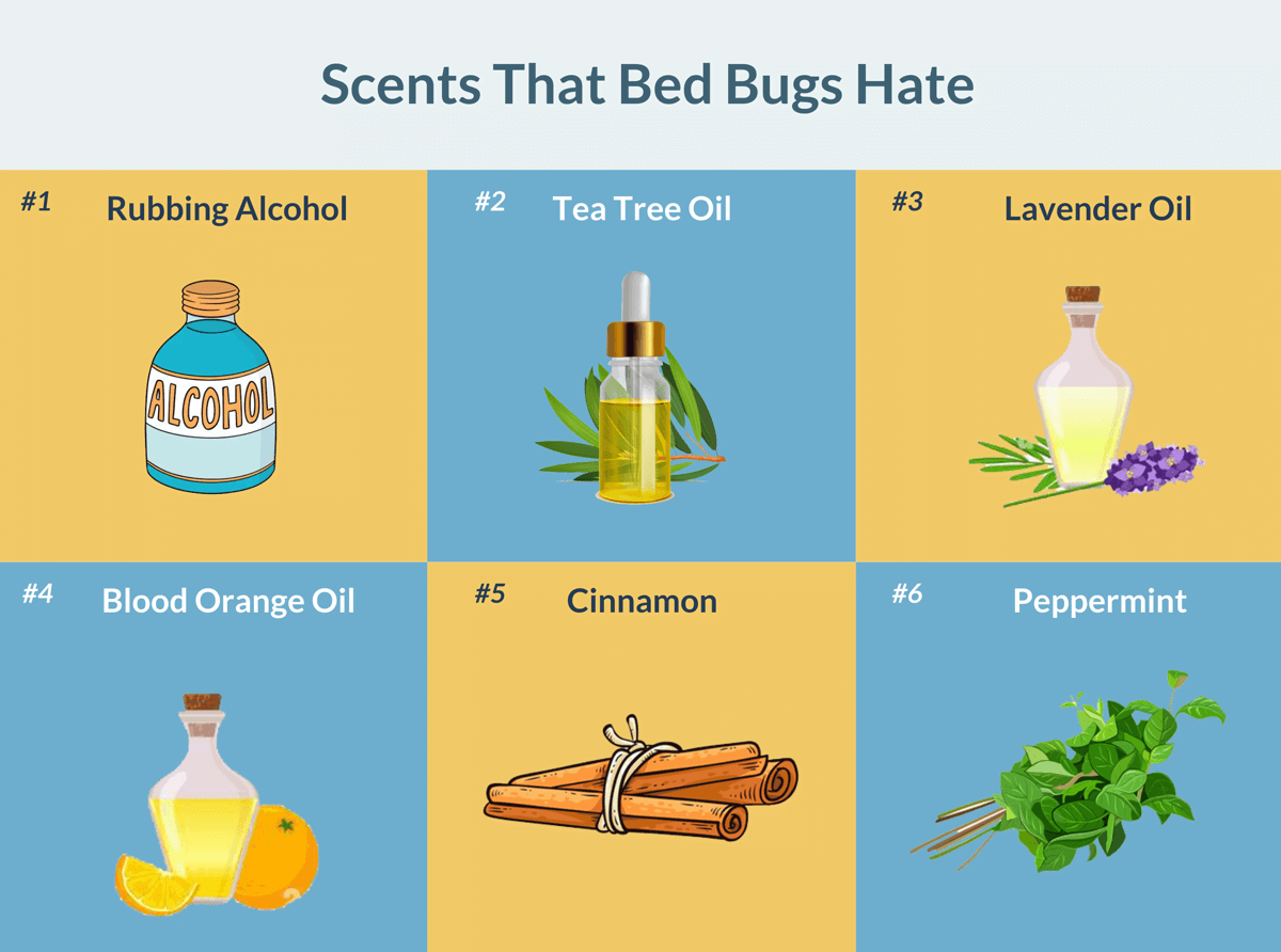 What Scents Do Bed Bugs Hate