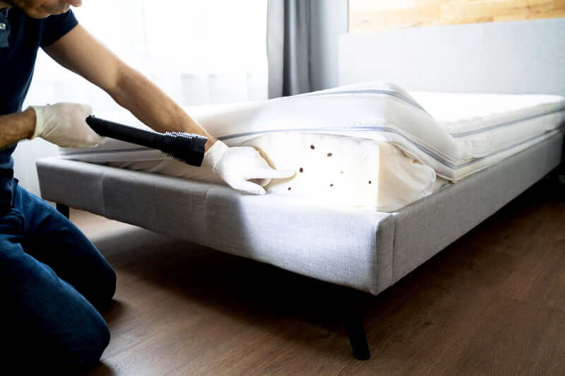 What causes bedbugs in the first place