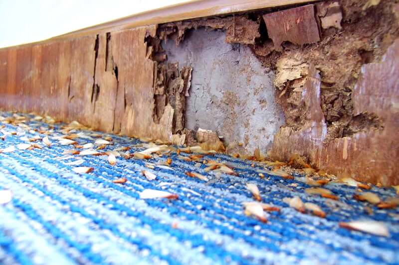 What damage can pests cause