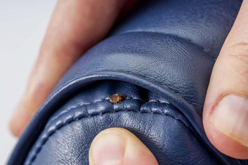 Where do bedbugs hide