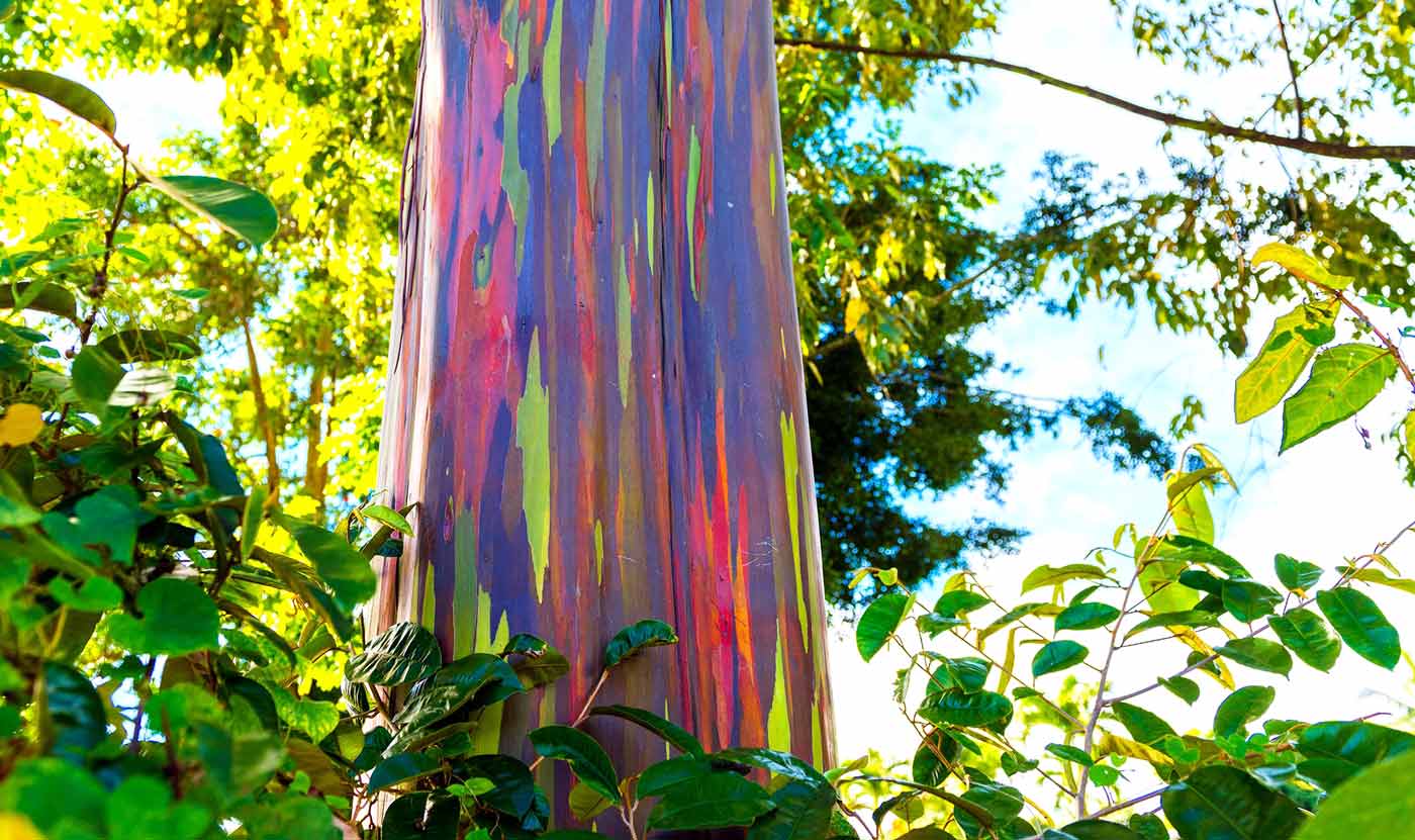 rainbow eucalytpus tree