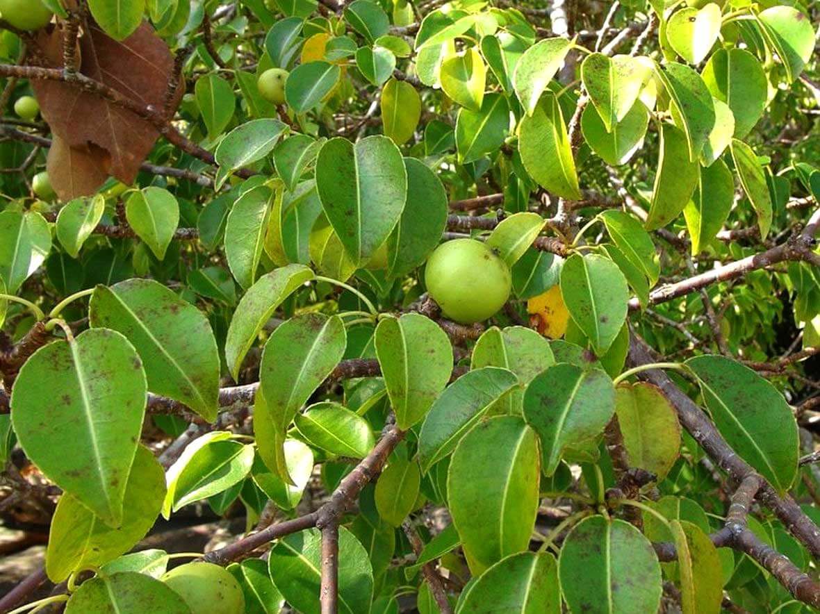 the manchineel tree most dangeroud tree