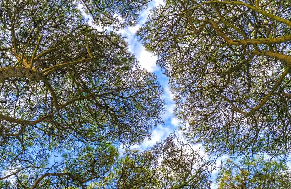 tree communicate with eachother