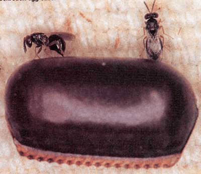 American cockroach