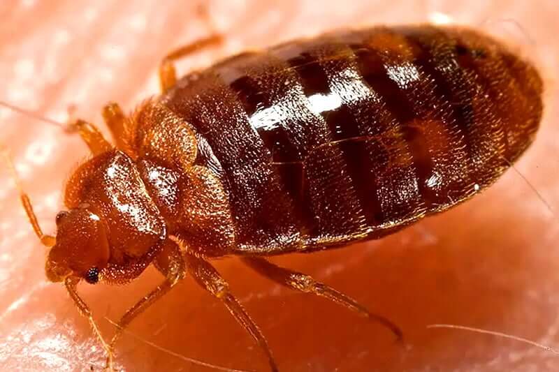 Are certain blood types are more attractive to bed bugs