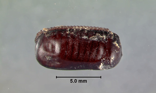 Australian roach