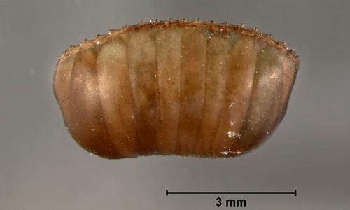 Brown banded