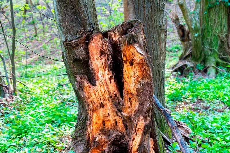 Can Rotting Wood Be Saved