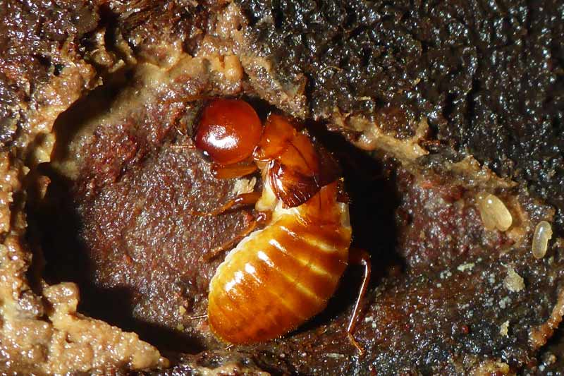 Dampwood termites