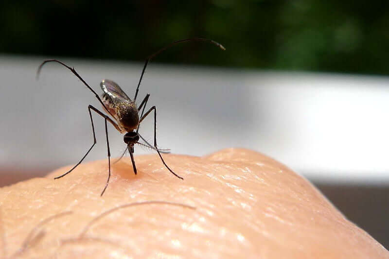 Do mosquitoes prefer a blood type