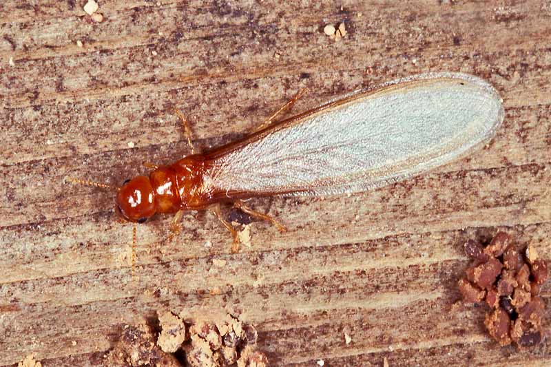 Drywood termites
