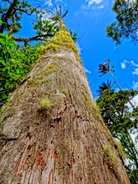 How To Identify The Tallest Palm Trees In The World