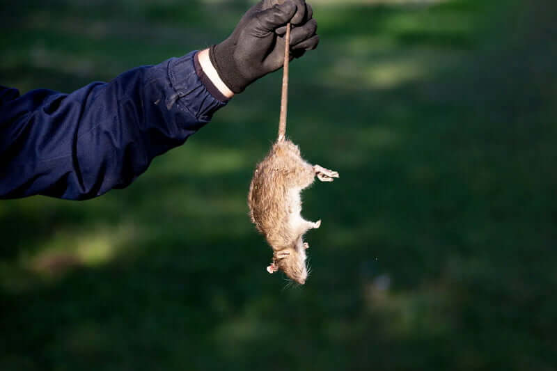 How To Rid Your Home Of A Mice Infestation