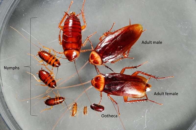 Life cycle of roaches
