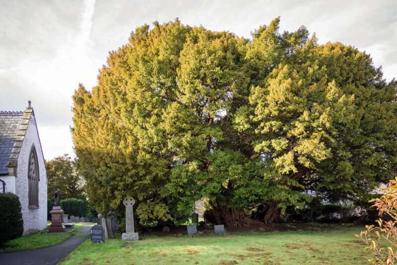 Llangernyw Yew