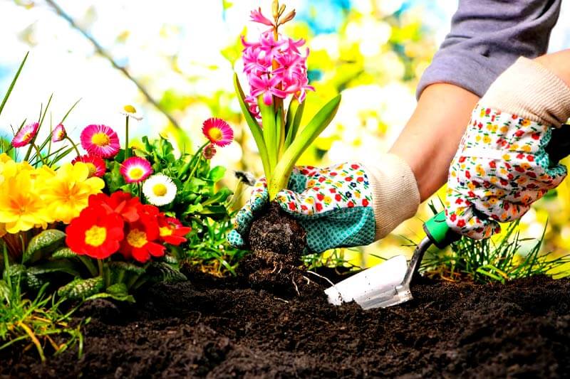 Plant some plant repelling shrubs