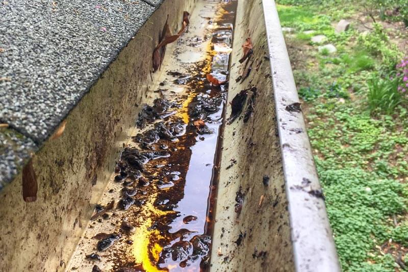 Remove all stagnant water close to your house