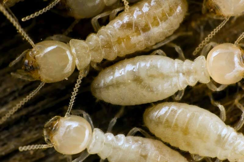 Subterranean termites