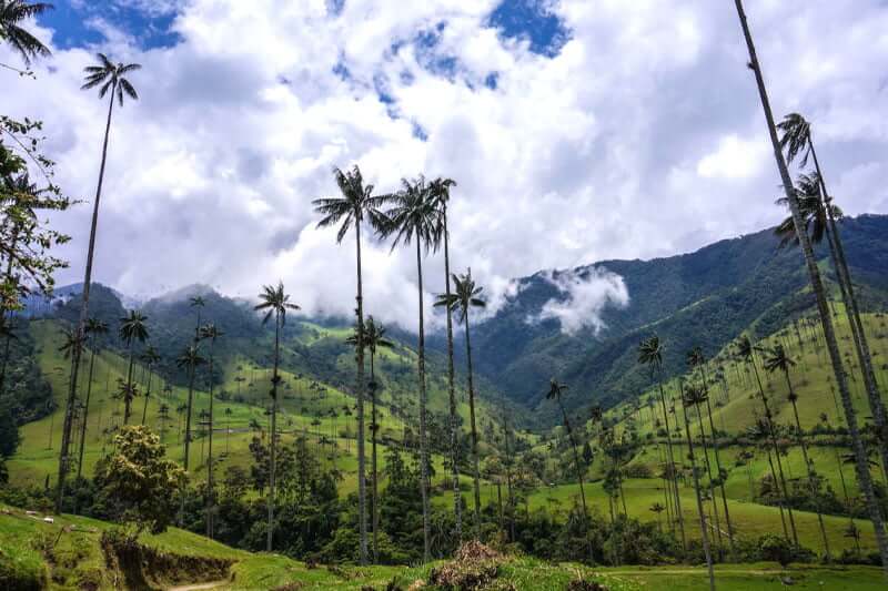 Tallest Palm Tree In The World