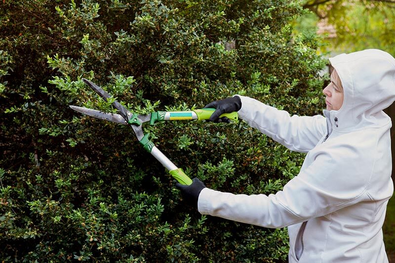 Trim your trees and cut grass