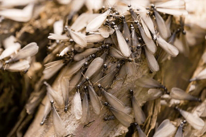 What Is A Termite Swarm