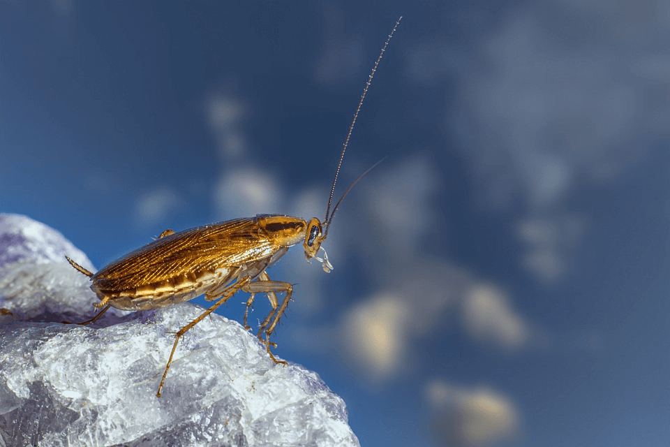 What Time of the Year Are Cockroaches Most Active