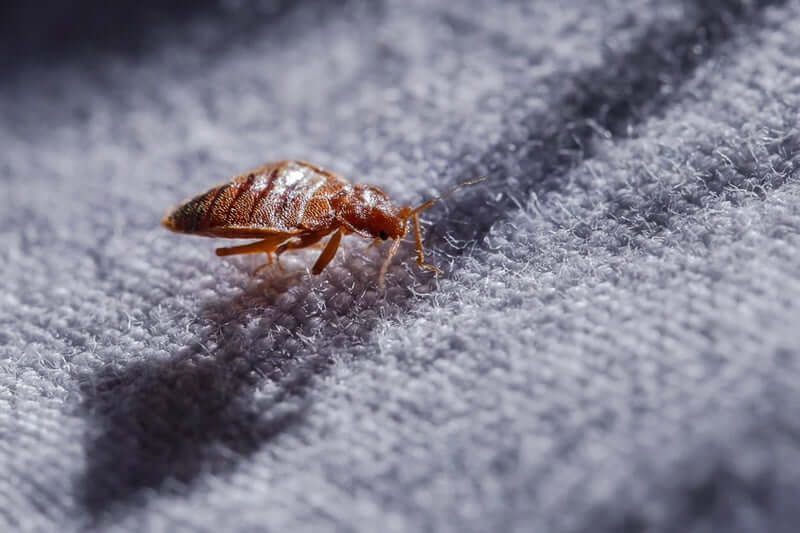 What attracts clearance bed bugs