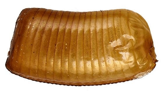 german roach