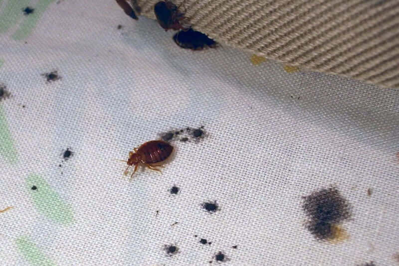 1. Identify the Signs of Bed Bug Infestation