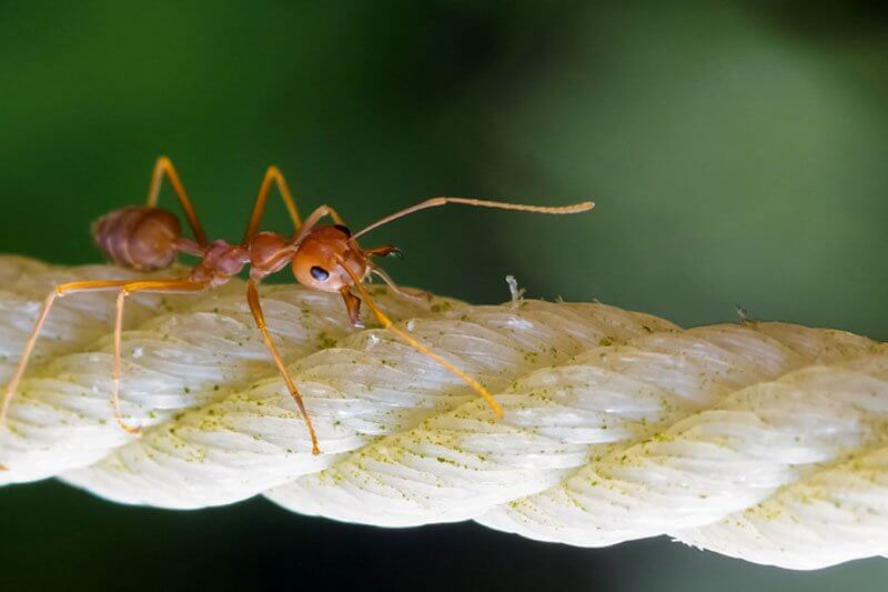 Ants vs Humans Who would win a tug of war