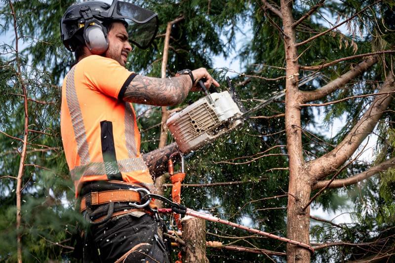 Arborist Cost per Hour