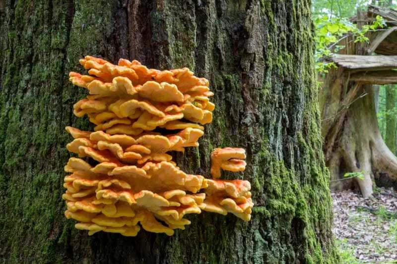 Are Mushrooms Bad on Trees