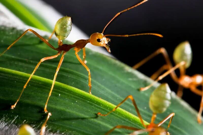 Are all the ants as heavy as all the humans