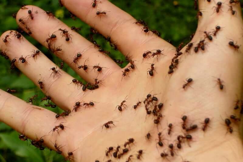 Are there more ants or humans