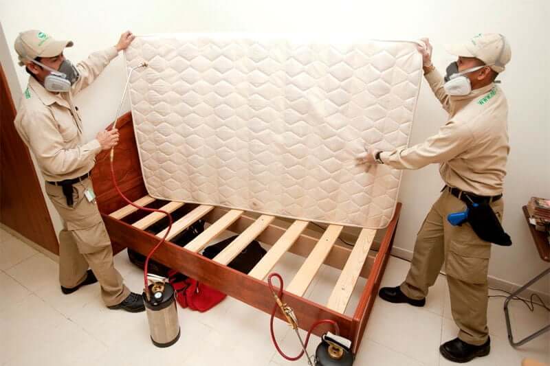 Bed Bug Treatment