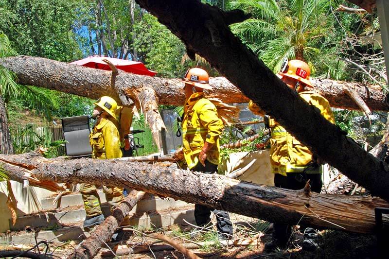 Benefits Of Hiring A Pro For Tree Removal