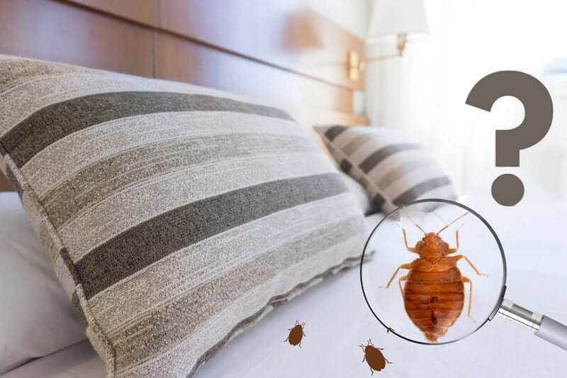 Can bed bugs come back after treatment