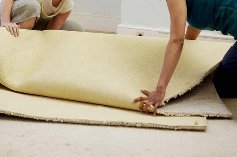 Can bed bugs live in carpets