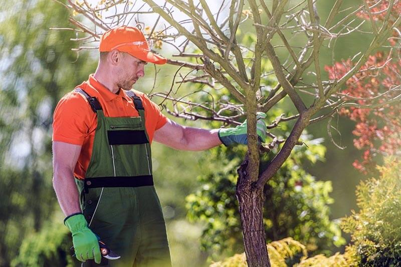 Can you trim too much of a tree