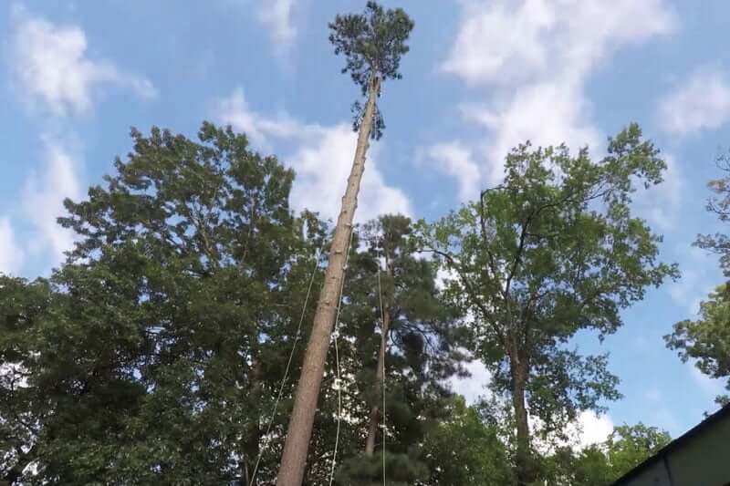 Cost To Remove 100ft Tree